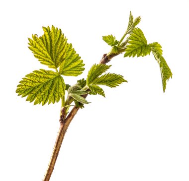 genç yeşil yaprakları ile ahududu çalı. beyaz backgr izole