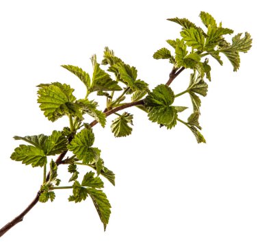 genç yeşil yaprakları ile ahududu çalı. beyaz backgr izole