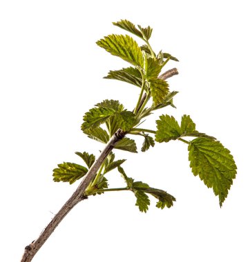 genç yeşil yaprakları ile ahududu çalı. beyaz backgr izole