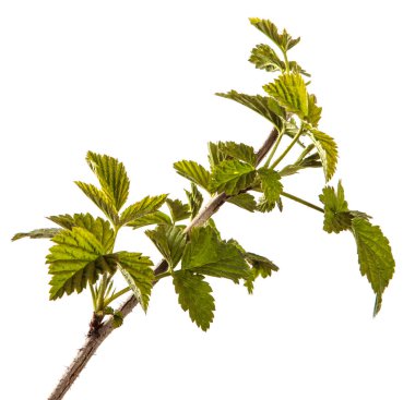 genç yeşil yaprakları ile ahududu çalı. beyaz backgr izole