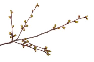 şişmiş tomurcukları çiçeklenme ile kiraz ağacının dalı. wh izole