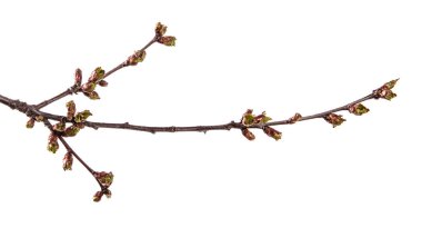 şişmiş tomurcukları çiçeklenme ile kiraz ağacının dalı. wh izole