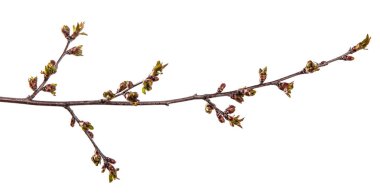 şişmiş tomurcukları çiçeklenme ile kiraz ağacının dalı. wh izole