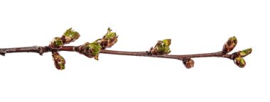 şişmiş tomurcukları çiçeklenme ile kiraz ağacının dalı. wh izole