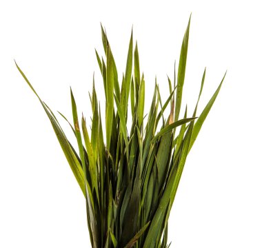 bir demet genç yeşil çimen. beyaz arka plan üzerinde izole