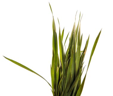 bir demet genç yeşil çimen. beyaz arka plan üzerinde izole