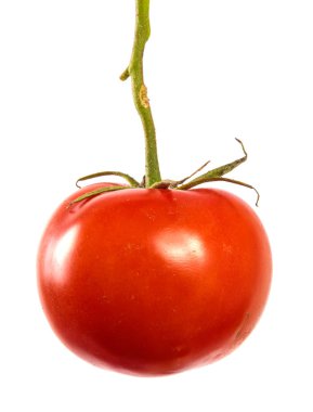 bir dal üzerinde olgun kırmızı domates. beyaz arka plan