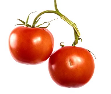 bir dal üzerinde olgun kırmızı domates. beyaz arka plan