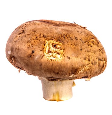 kraliyet büyük champignon. beyaz arka planda