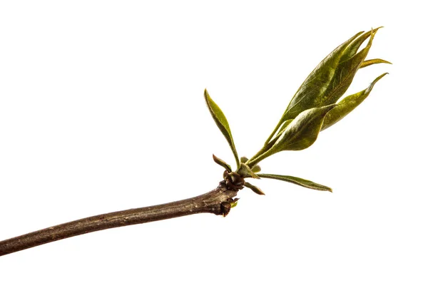 Branch of lilac bush with young green leaves. isolated on white — Stock Photo, Image