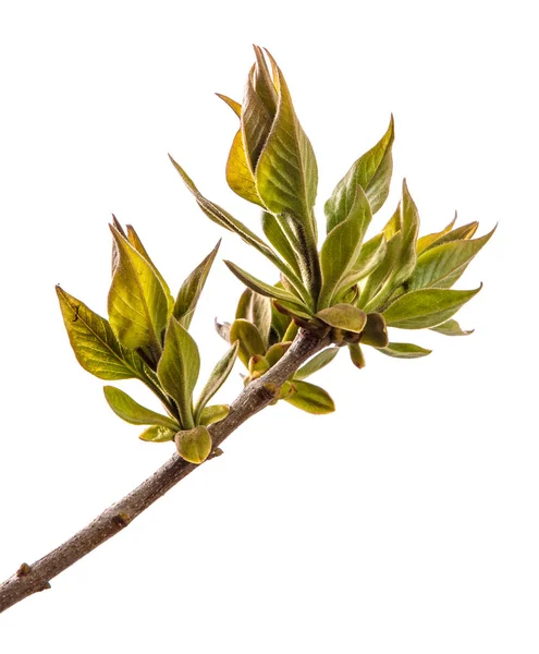 Branch of lilac bush with young green leaves. isolated on white — Stock Photo, Image