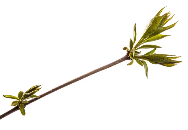 Κλαδί λιλά θάμνο με μικρά πράσινα φύλλα. απομονώνονται σε λευκό — Φωτογραφία Αρχείου