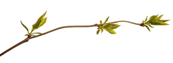 Branch of lilac bush with young green leaves. isolated on white — Stock Photo, Image