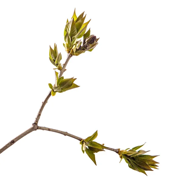 若い緑の葉とライラックブッシュの枝。白で隔離 — ストック写真