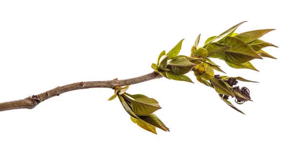 Tak van lila Bush met jonge groene bladeren. geïsoleerd op wit — Stockfoto