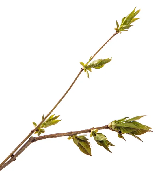 Branch of lilac bush with young green leaves. isolated on white — Stock Photo, Image