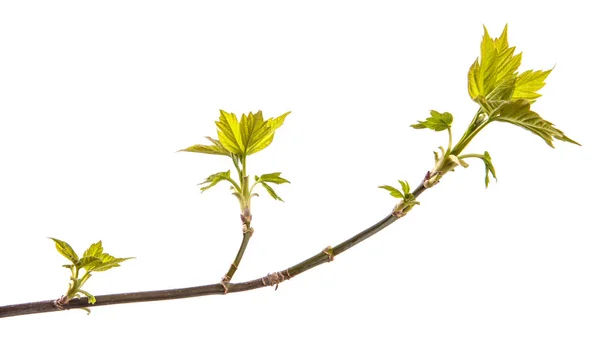 Maple tree branch with young green leaves. isolated on white bac — Stock Photo, Image
