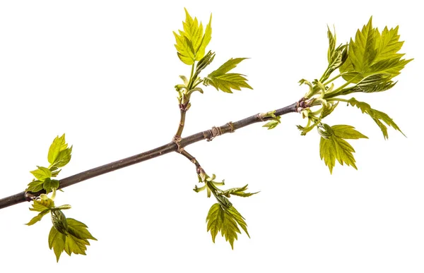 Maple tree branch with young green leaves. isolated on white bac — Stock Photo, Image