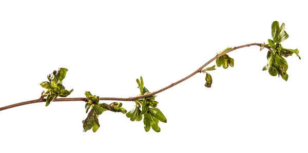 病気の影響を受ける葉を持つ枝カラントブッシュ。分離 — ストック写真