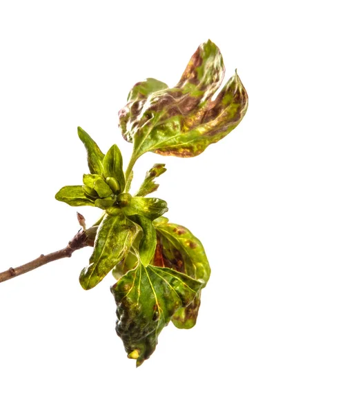 Branch currant bush with leaves affected by the disease. isolate — Stock Photo, Image