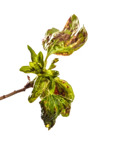 Ramo cespuglio di ribes con foglie colpite dalla malattia. isolare — Foto Stock