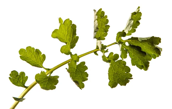 Celandine foglia verde. isolato su sfondo bianco — Foto Stock