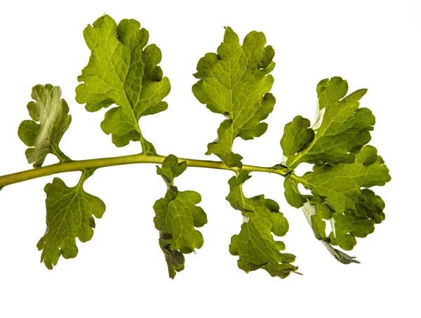 Celandine folha verde. isolado em fundo branco — Fotografia de Stock