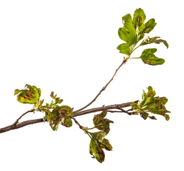 病気の影響を受ける葉を持つ枝カラントブッシュ。分離 — ストック写真