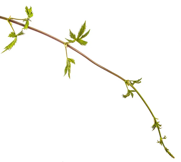 ブドウの木を持つ登山植物の緑の葉。白で隔離 — ストック写真