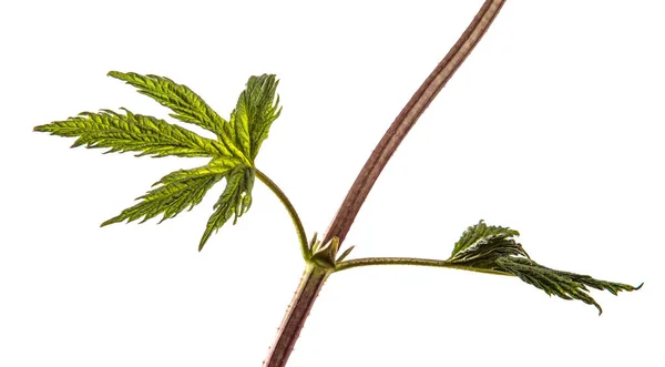 Hojas verdes de una planta trepadora con una vid. aislado en blanco — Foto de Stock