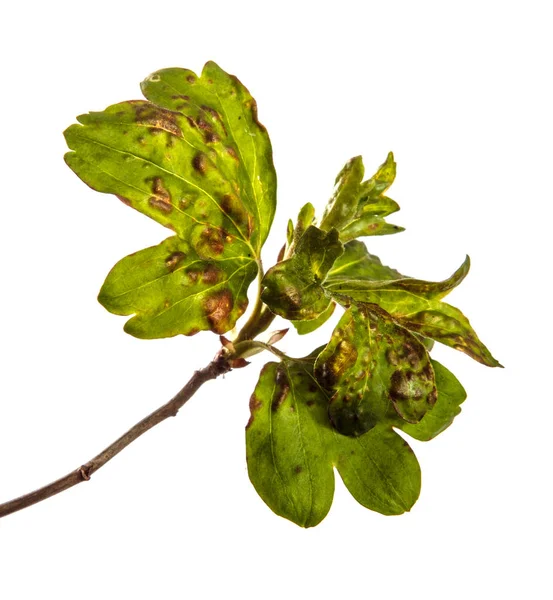 Buisson de groseille de branche avec des feuilles affectées par la maladie. isolat — Photo