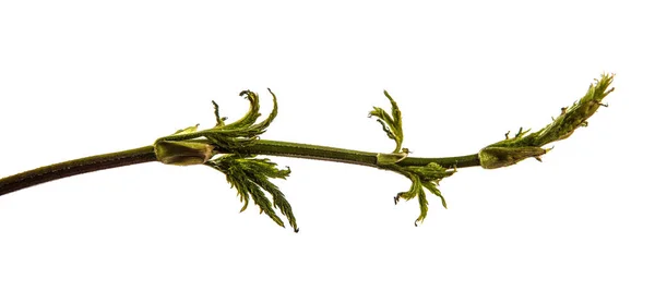 Hojas verdes de una planta trepadora con una vid. aislado en blanco —  Fotos de Stock