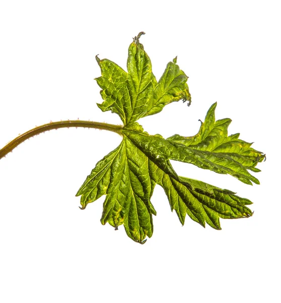 Grüne Blätter einer Kletterpflanze. isoliert auf weißem Hintergrund — Stockfoto