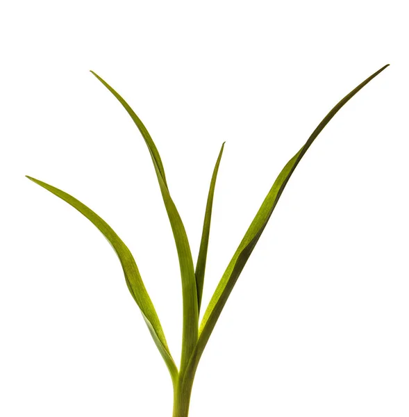 Young sprouts of daylily flowers. green leaves. isolated on whit — Stock Photo, Image