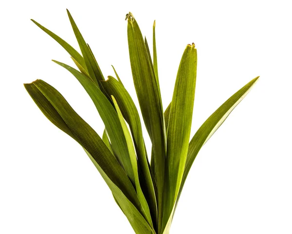 Young sprouts of daylily flowers. green leaves. isolated on whit — Stock Photo, Image