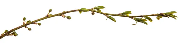 Zweig des Pflaumenbaumes. grüne junge Blätter. isoliert auf weißem b — Stockfoto