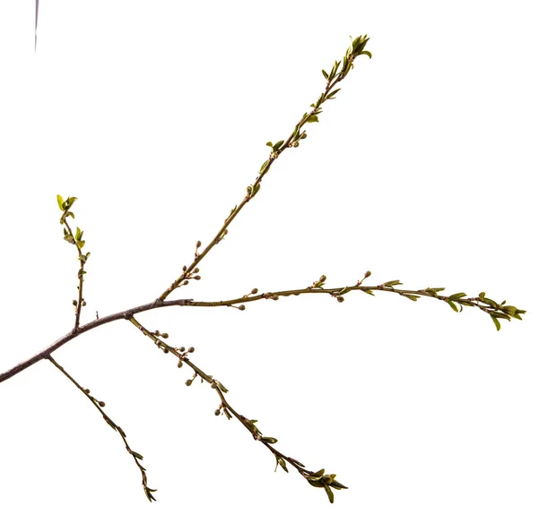 Ramo da ameixeira. folhas verdes jovens. isolado em b branco — Fotografia de Stock