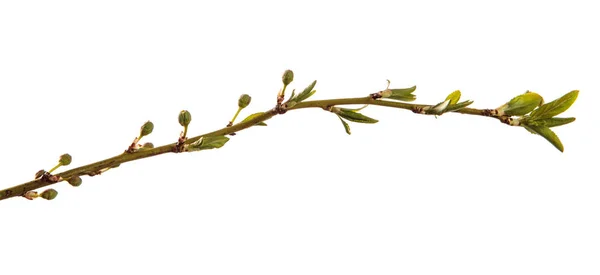 Ramo da ameixeira. folhas verdes jovens. isolado em b branco — Fotografia de Stock