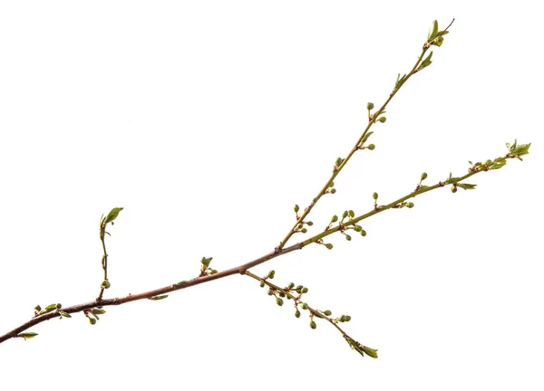 梅の枝。緑の若い葉。白いbに隔離される — ストック写真