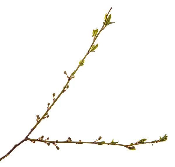 Erik ağacının dalı. yeşil genç yaprakları. beyaz b izole — Stok fotoğraf