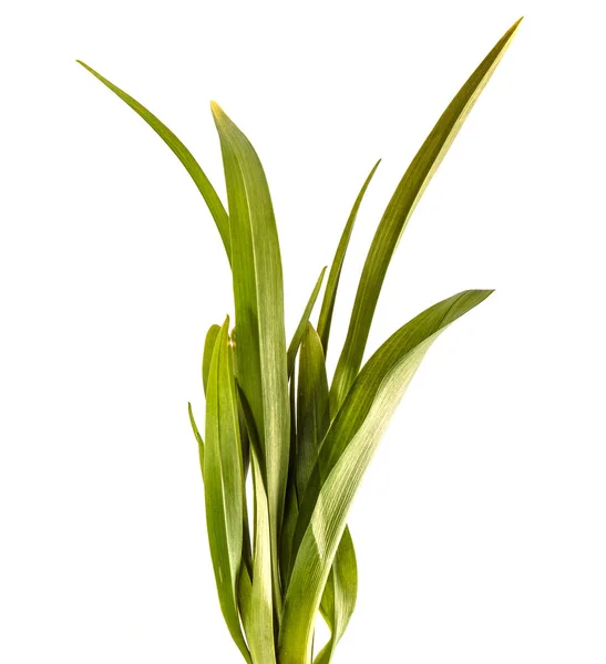 Mladé výhonky denních květů. zelené listy. izolováno na whit — Stock fotografie