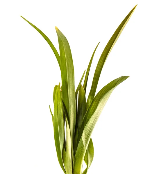 Jonge spruiten van daglelie bloemen. groene bladeren. geïsoleerd op whit — Stockfoto