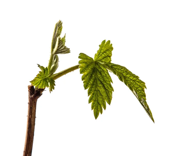 Himbeerstrauch mit jungen grünen Blättern. isoliert auf weißem Backgr — Stockfoto