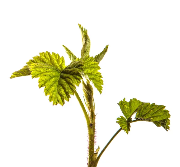 Himbeerstrauch mit jungen grünen Blättern. isoliert auf weißem Backgr — Stockfoto