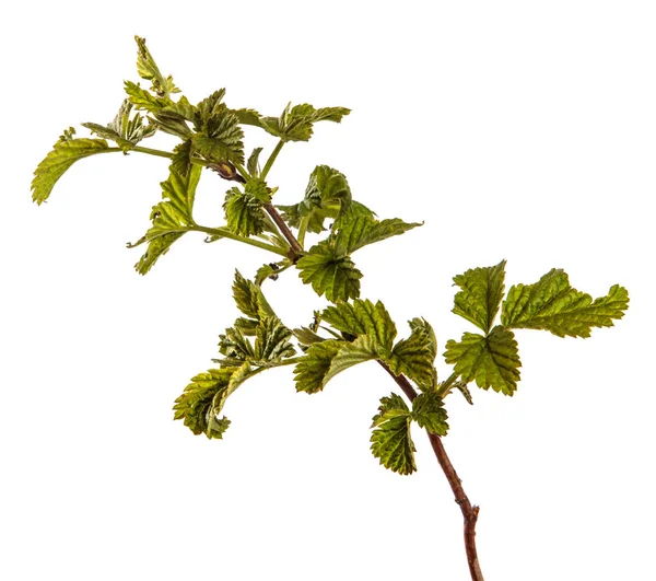Framboise avec de jeunes feuilles vertes. isolé sur fond blanc — Photo