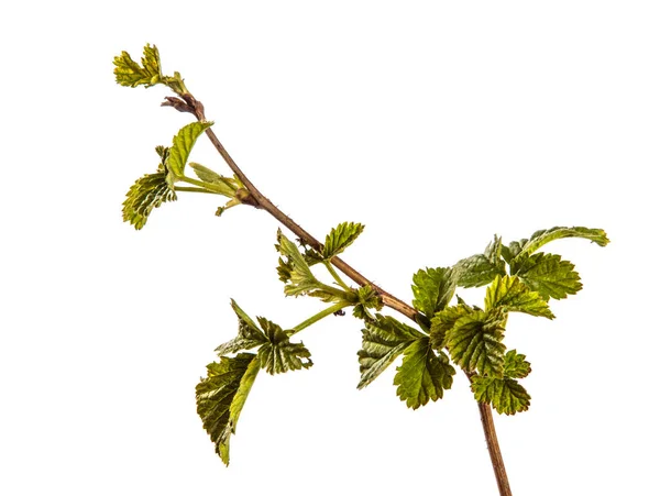 Himbeerstrauch mit jungen grünen Blättern. isoliert auf weißem Backgr — Stockfoto