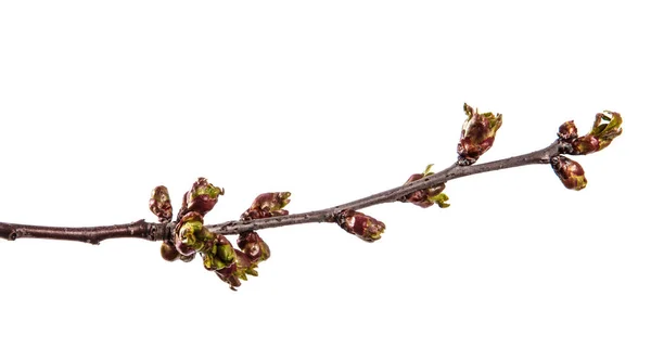 Gren av körsbärsträd med svullna knoppar blommande. isolerad på WH — Stockfoto