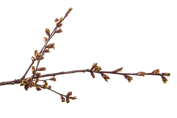 Branch of cherry tree with swollen buds blooming. isolated on wh — Stock Photo, Image