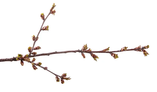 Branche de cerisier avec bourgeons gonflés en fleurs. isolé sur wh — Photo