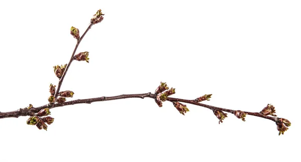 Branche de cerisier avec bourgeons gonflés en fleurs. isolé sur wh — Photo